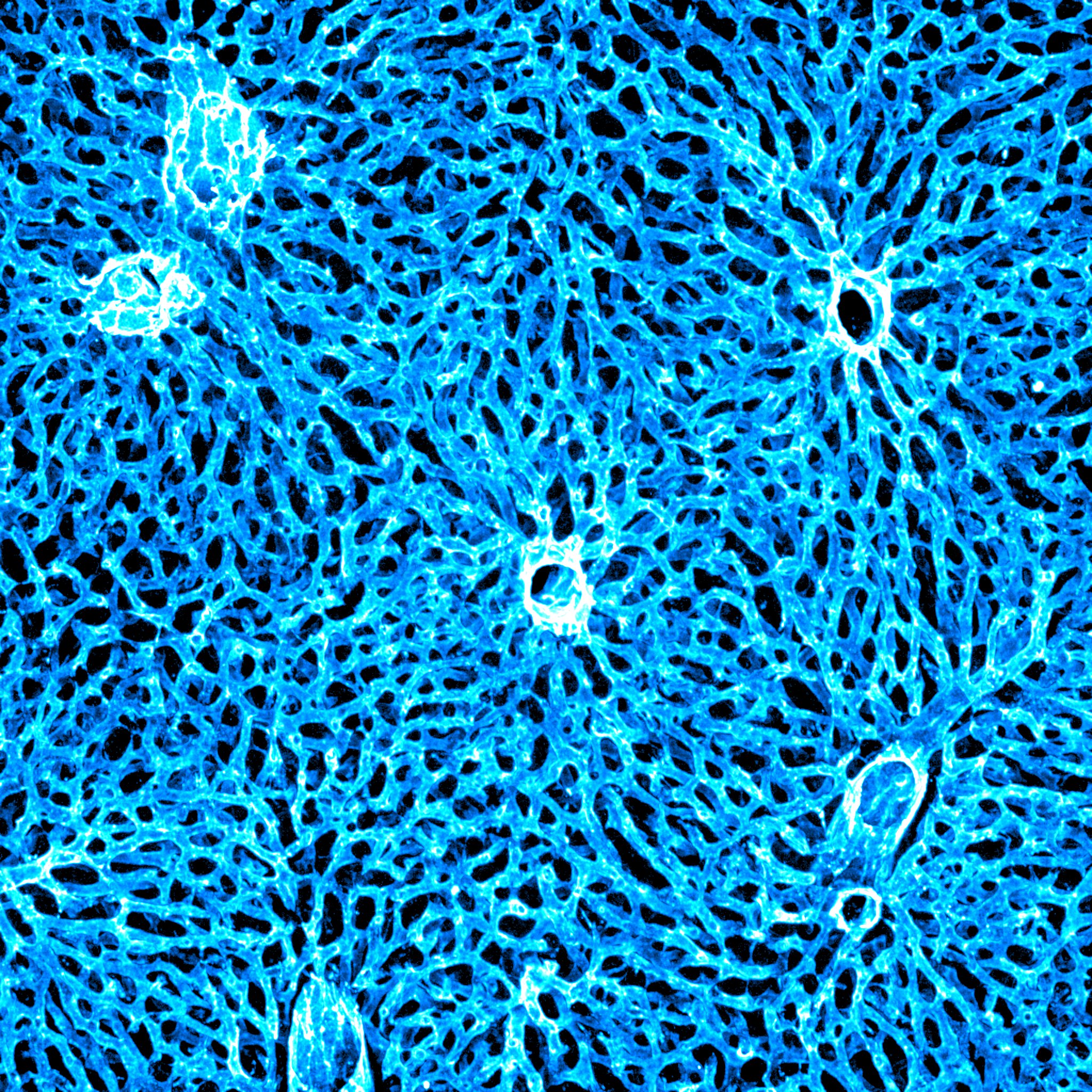 Liver vasculature
